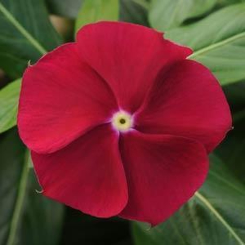 Vinca Pacifica XP Dark Red