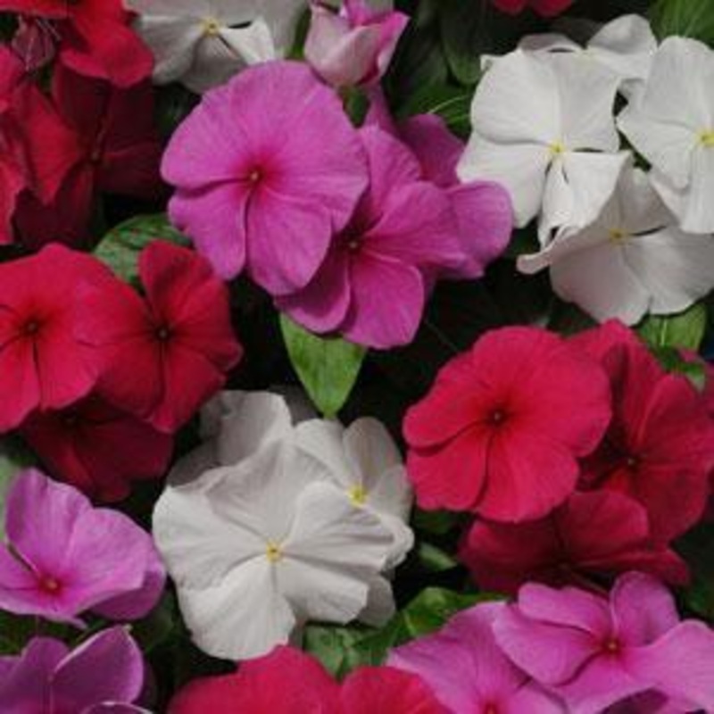 Vinca Pacifica XP Mix