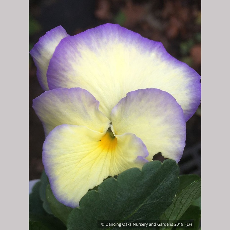 Viola cornuta ‘Etain’, Violet, Pansy