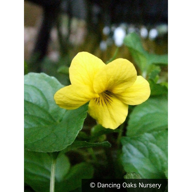 Viola glabella, Yellow Wood Violet