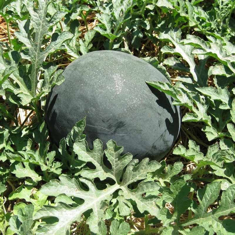 Watermelon Indam Patanegra (HY)