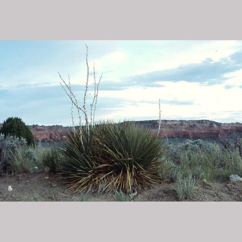 Yucca angustissima var. kanabensis, Kanab Yucca