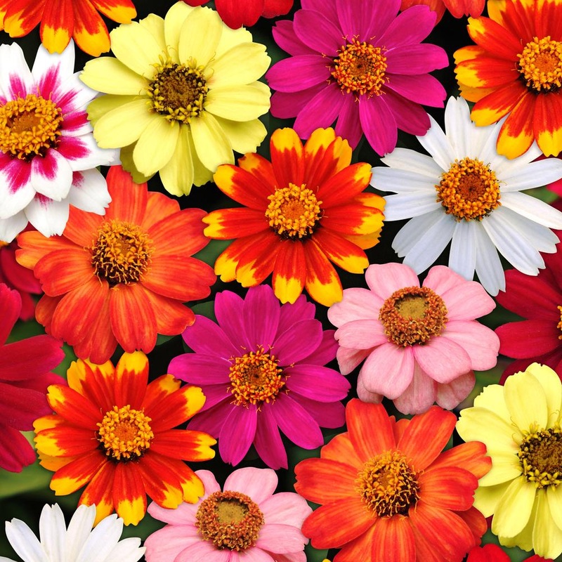 Zinnia Zahara Mix
