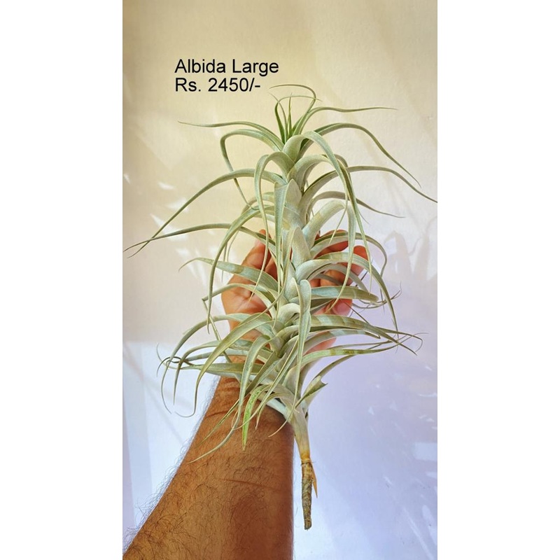 Albida large air plants|per plant