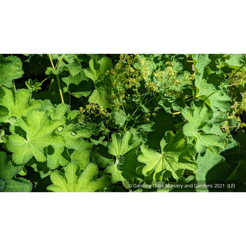 Alchemilla epipsila, Lady’s Mantle