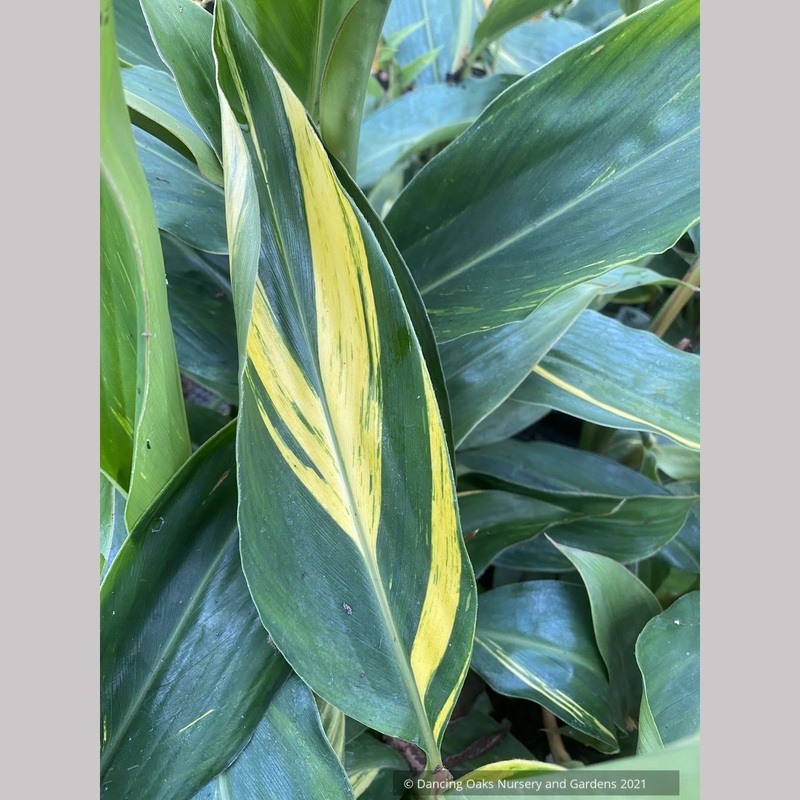 Alpinia zerumbet ‘Variegata’, Variegated Shell Ginger