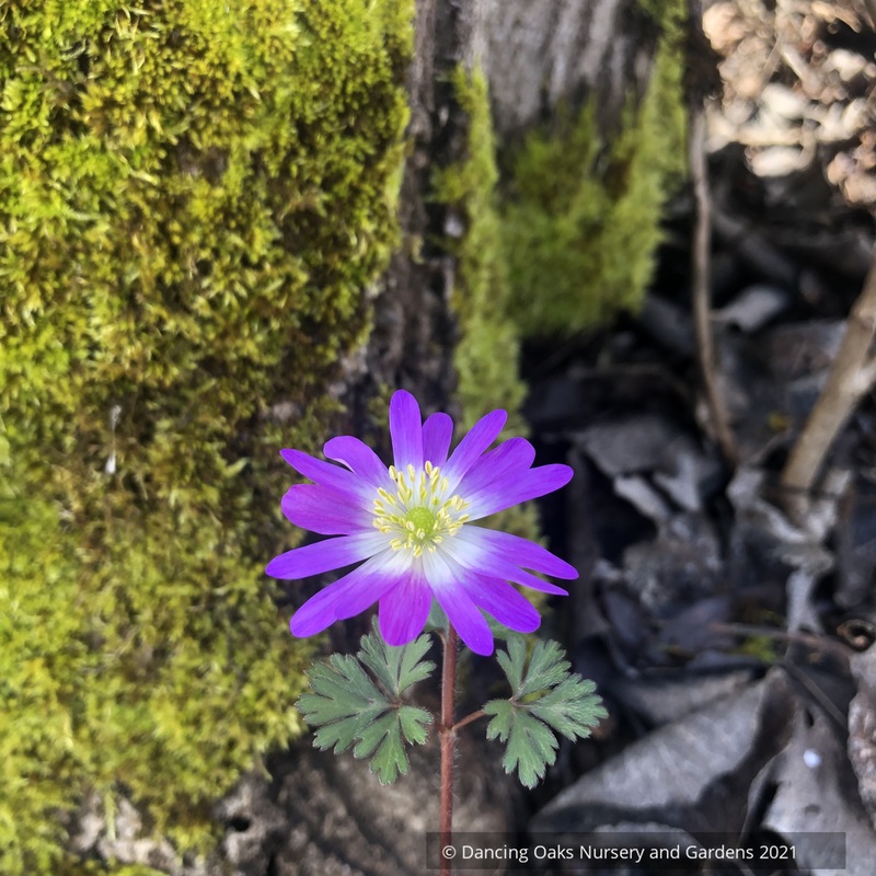 Anemone blanda ‘Charmer’, Grecian Windflower