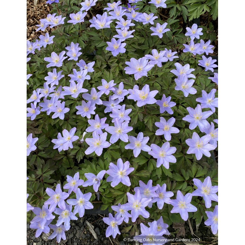 Anemone nemorosa ‘Allenii’, Wood Anemone