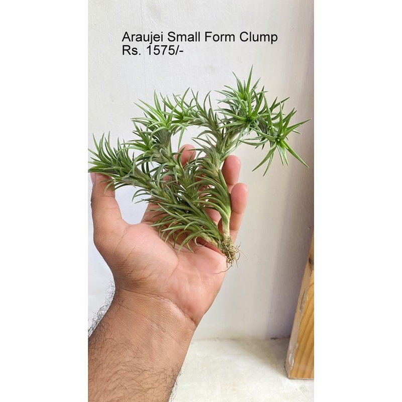 Araujei small form clump Air Plants