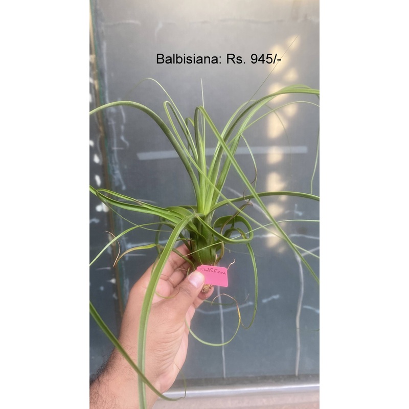 Balbisiana Air Plants|per plant