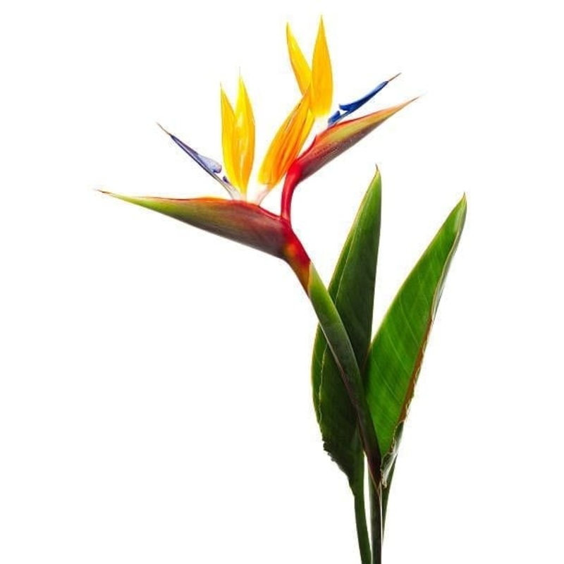 Bird of Paradise Plant – set of 2
