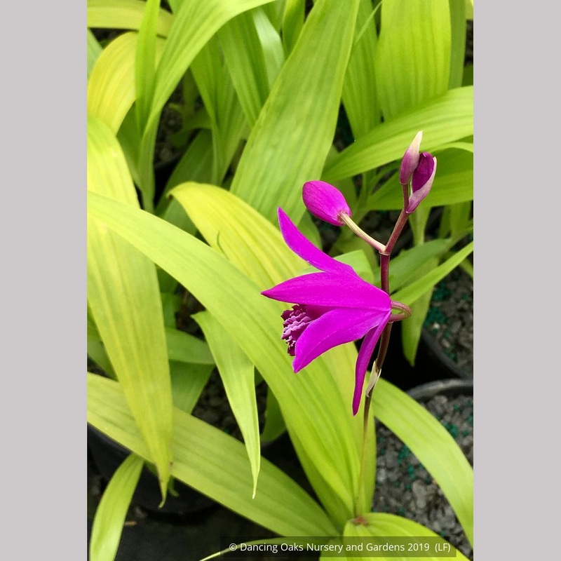 Bletilla striata ‘Ogon’, Hardy Ground Orchid