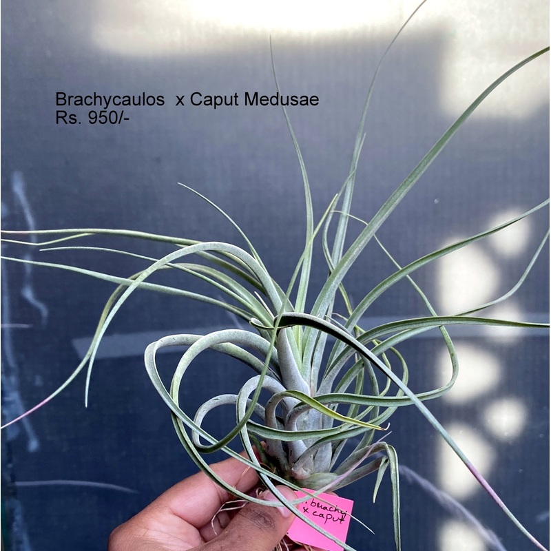 Brachycaulos x Caput Medusae Air plants