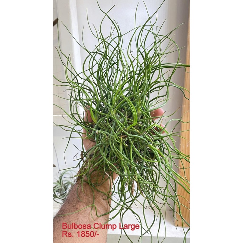 Bulbosa clump Large|per plant