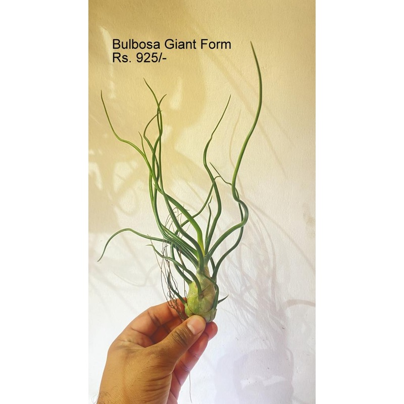 Bulbosa giant form air plants|per plant