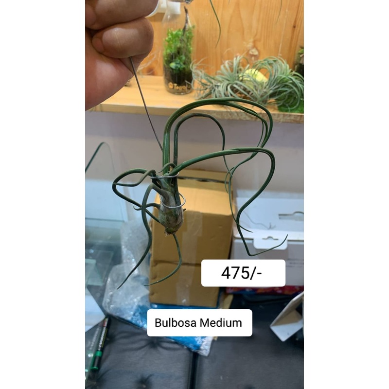 Bulbosa|per plant