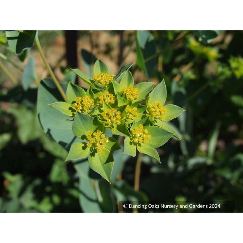 Bupleurum longifolium var aureum, Hare’s Ear