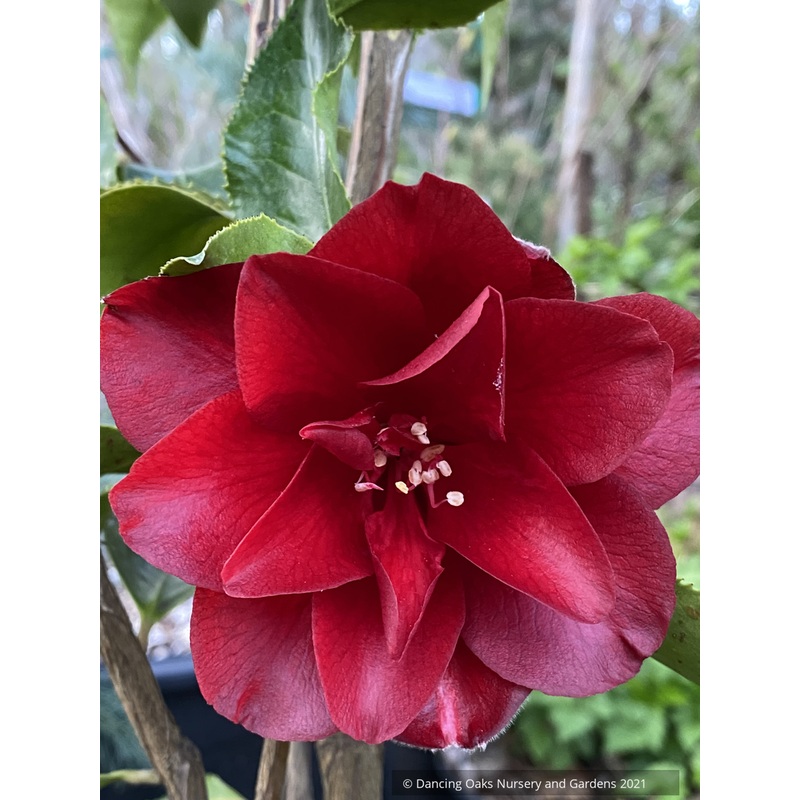 Camellia japonica ‘Black Magic’, Japanese Camellia