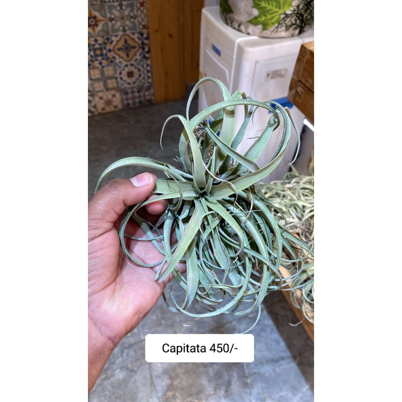 Capitata Air Plant|per plant