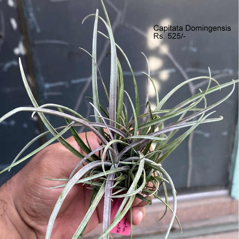 Capitata domingensis Air plants