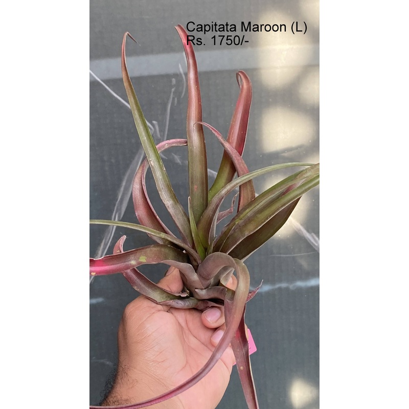 Capitata Maroon air plant|per plant