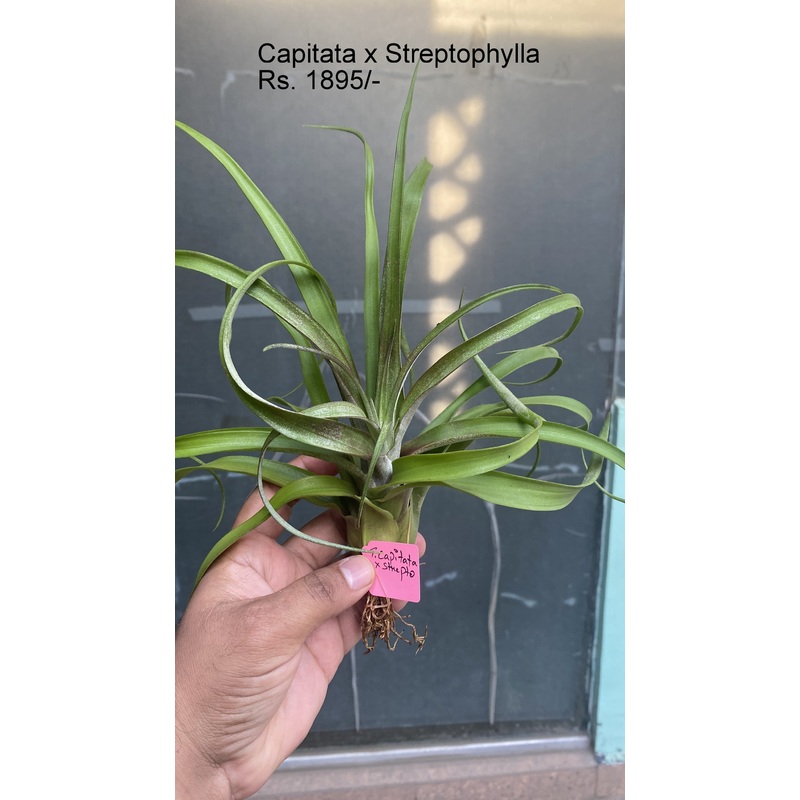 Capitata x strepto Air plants|per plant