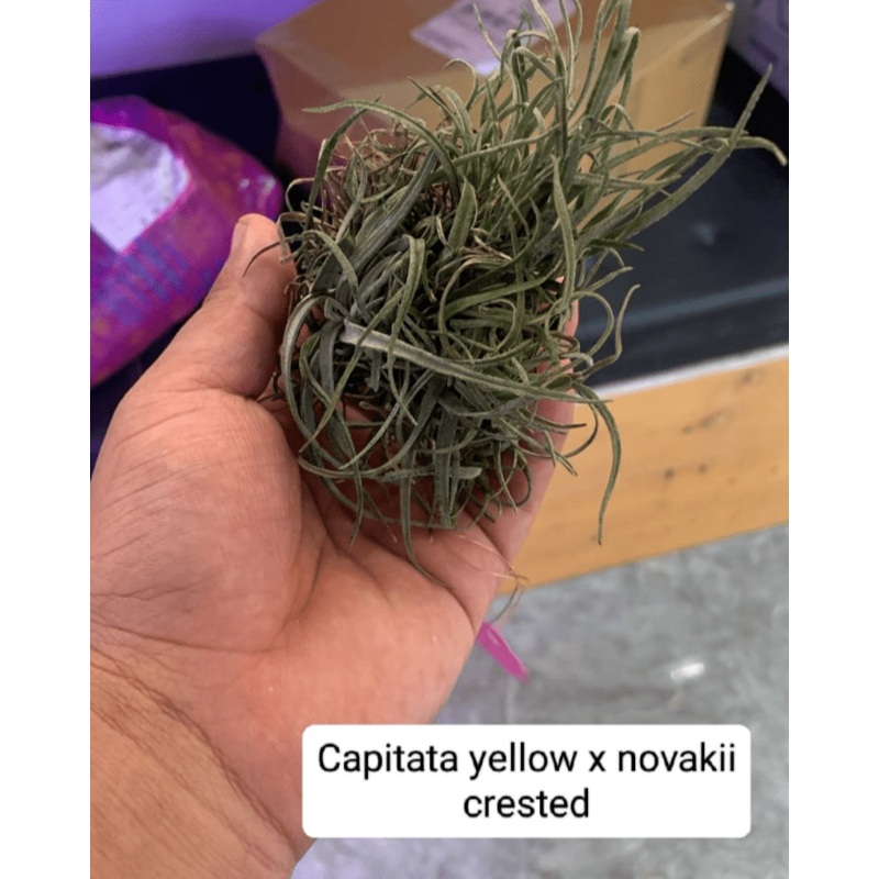 Capitata Yellow x Novakii Crested Air plants