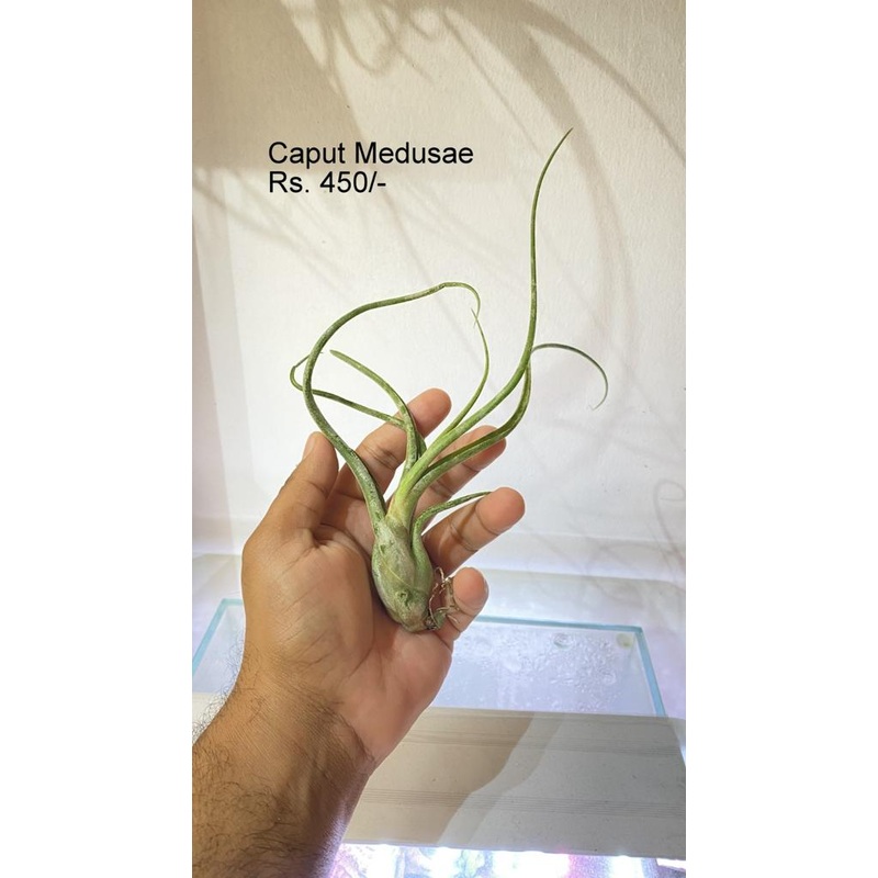 Caput medusae air plants|per plant