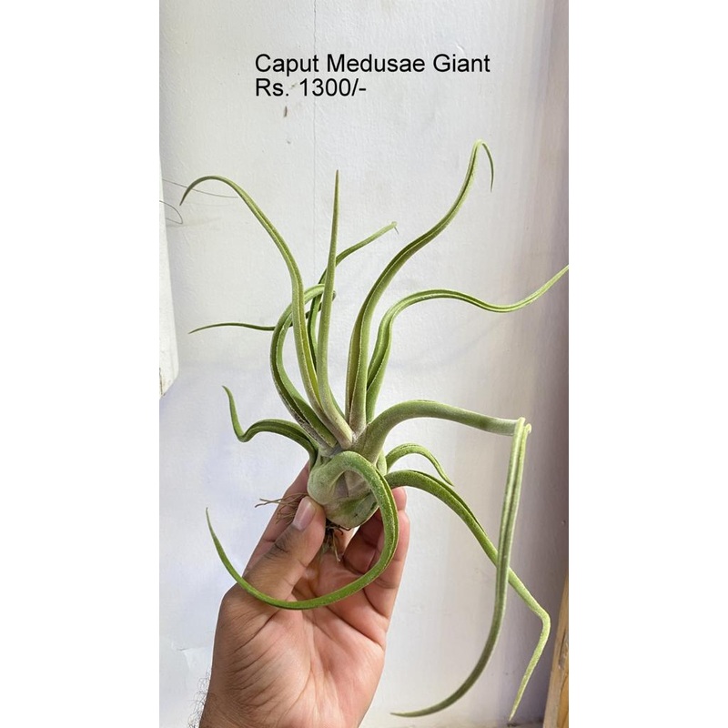 Caput medusae giant Air plants