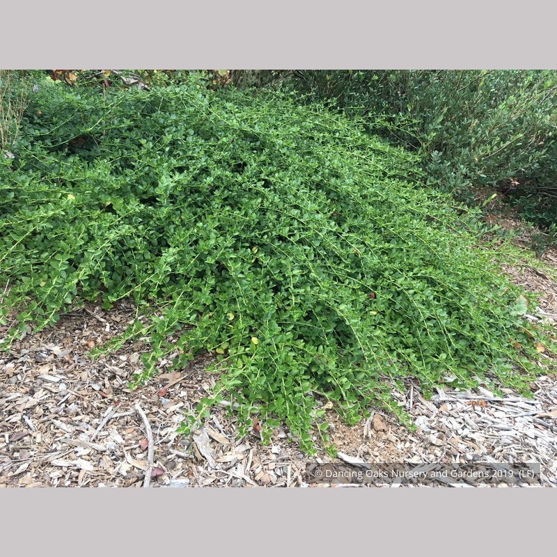 Ceanothus thyrsiflorus ‘Repens’, California Lilac