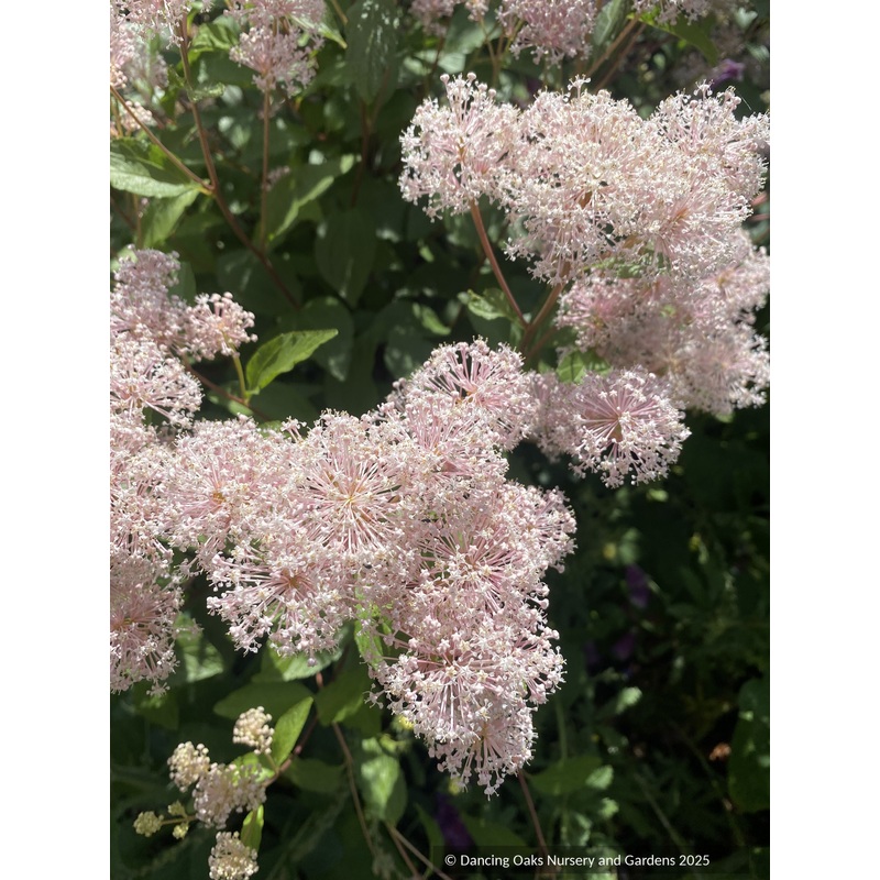 Ceanothus x pallidus ‘Marie Simon’