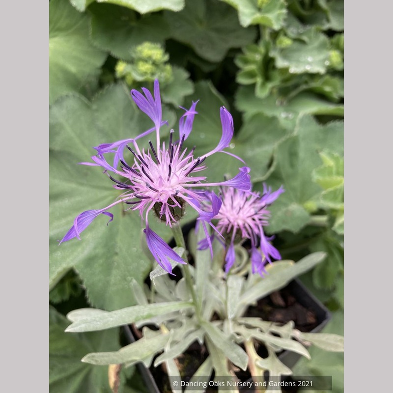 Centaurea species, Bachelor Button