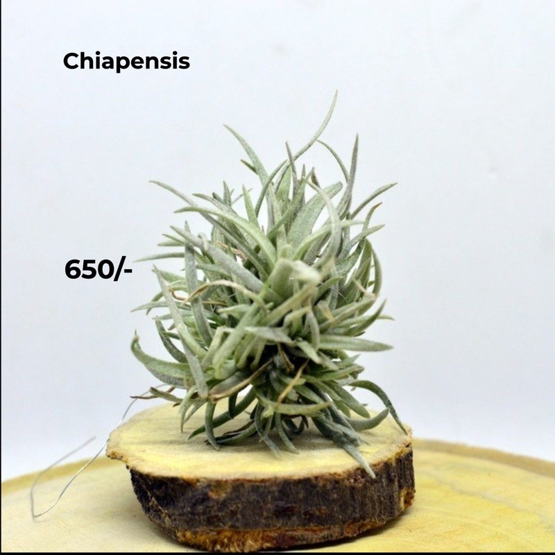 Chiapensis Air plants|per plant