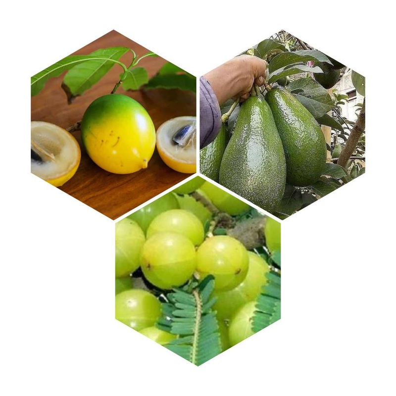 Combo pack of – Abiu Plant, Baranasi Amla & Avacado