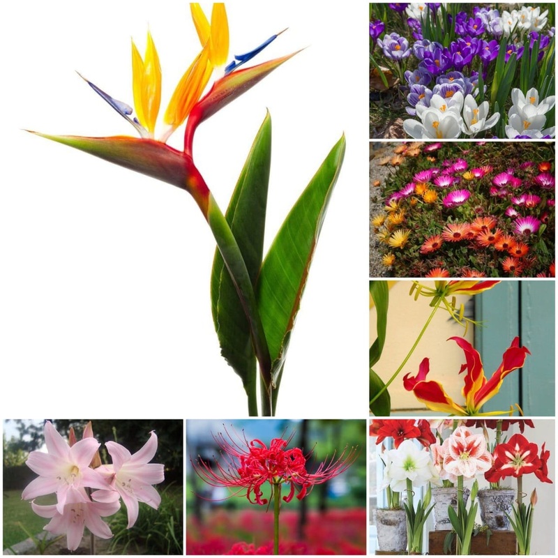 Combo pack of Bulbs and Plants