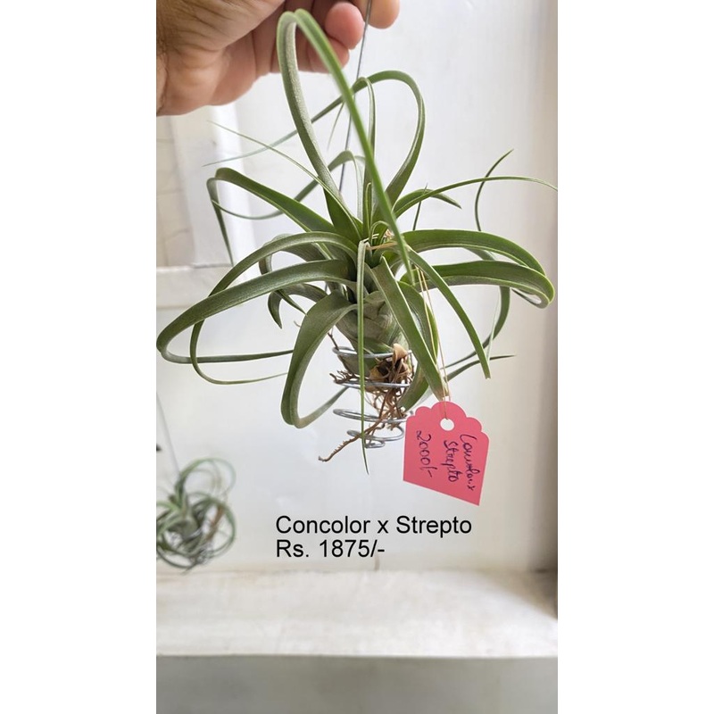 Concolor x strepto Air plants|per plant
