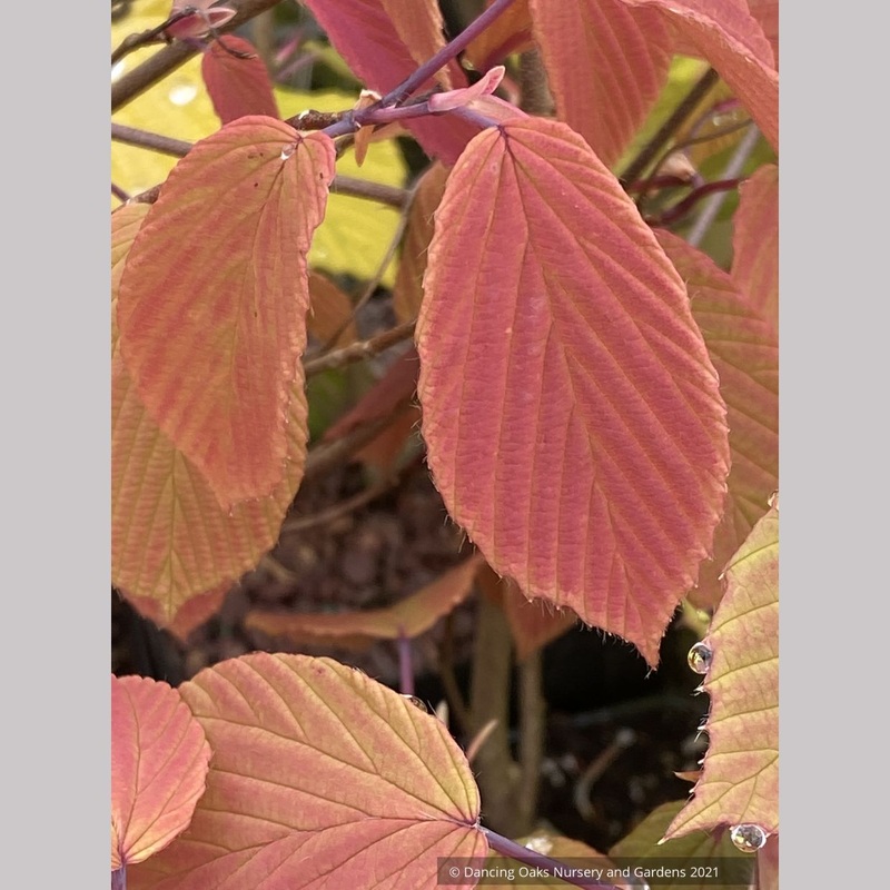 Corylopsis willmottiae (syn. sinensis) ‘Spring Purple’, Winter Hazel