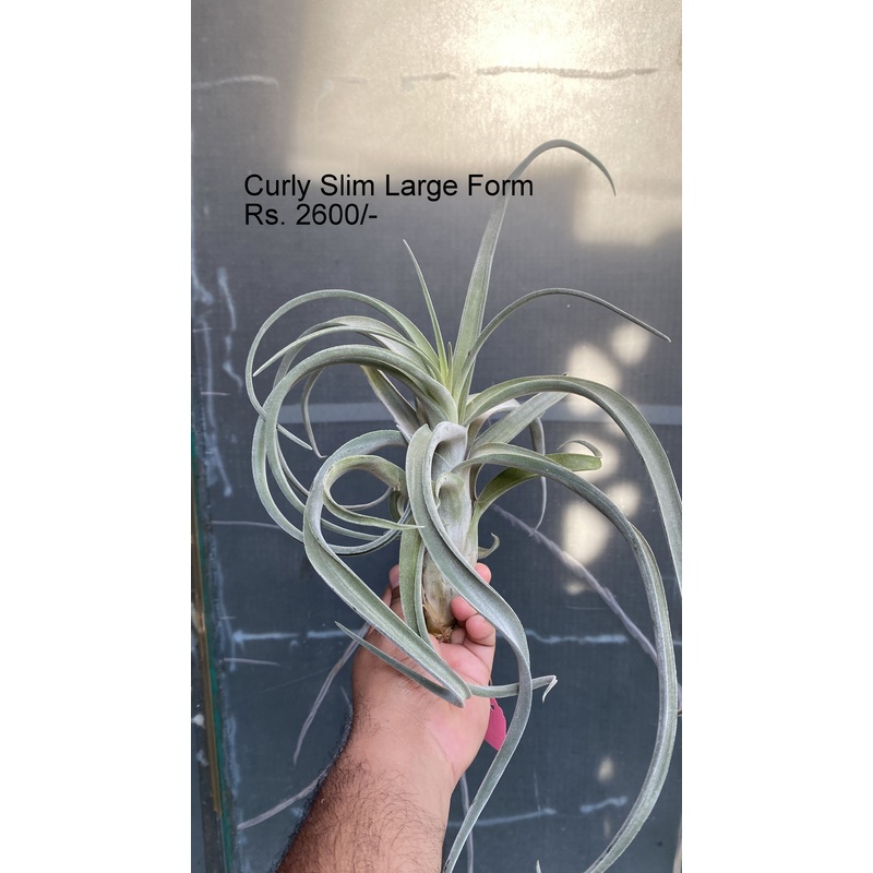 Curly slim (large) Air plants|large