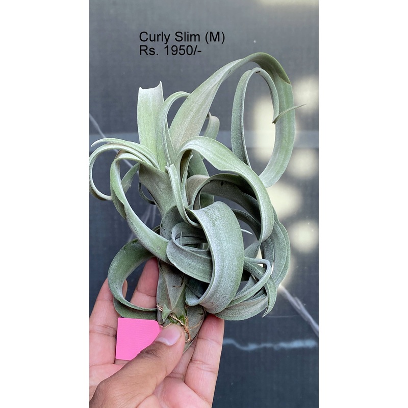 Curly slim (Medium) Air plants