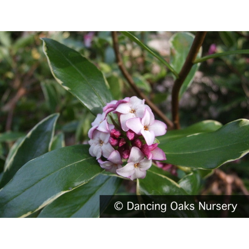 Daphne odora ‘Aureomarginata’, Winter Daphne