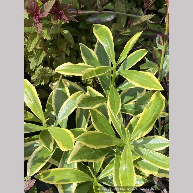 Daphne odora ‘Marianni’, Winter Daphne