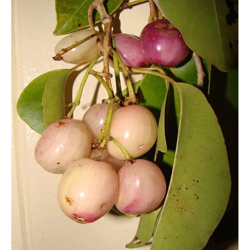 Early Dwarf White Jamun|set of 1|set of 2|set of 4