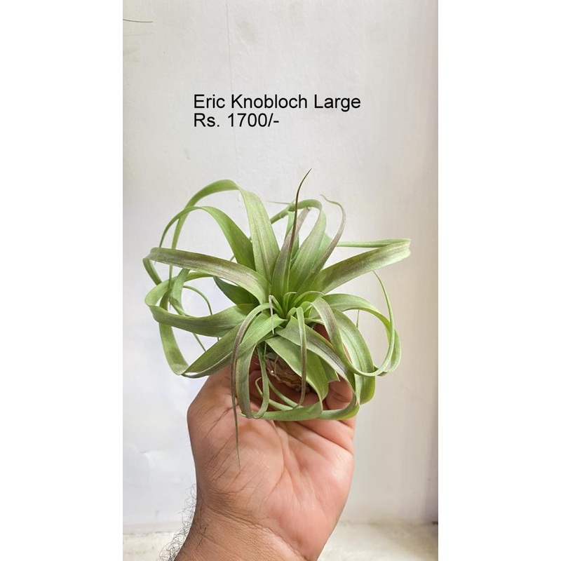 Eric Knobloch large Air plants