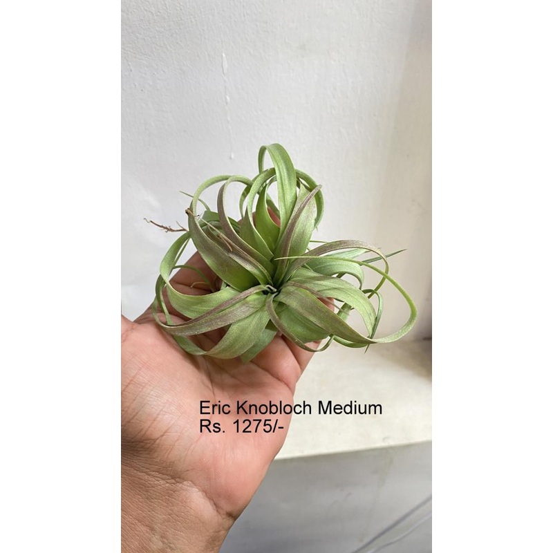 Eric knobloch medium|per plant