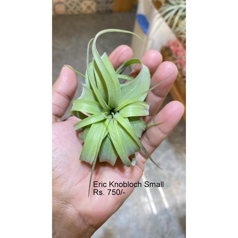 Eric Knobloch small|per plant
