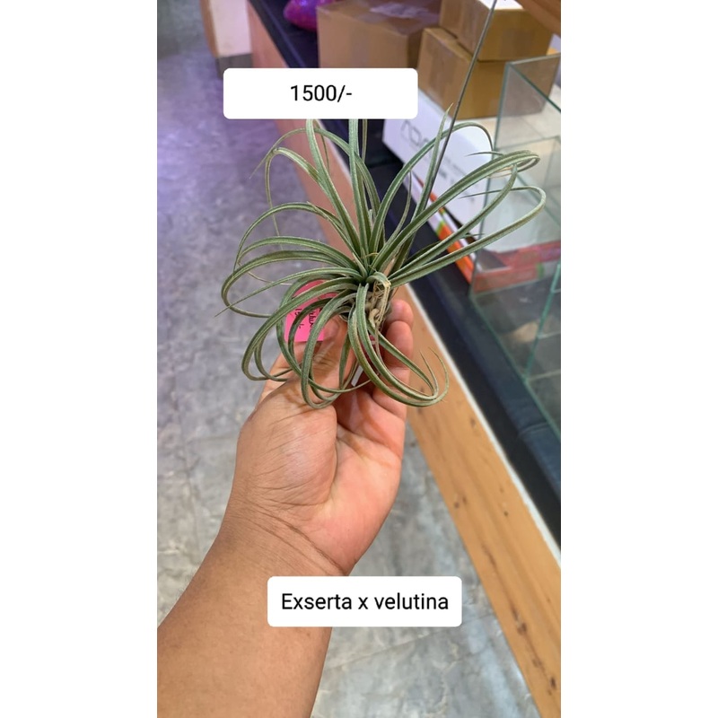 Exserta x Velutina Air plants|per plants