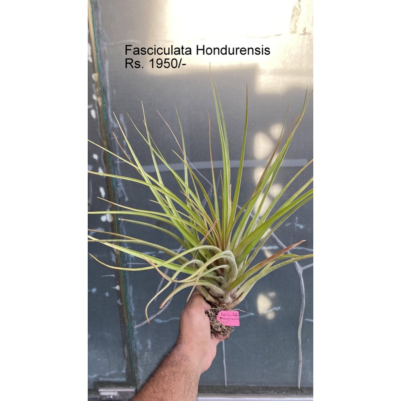 Fasciculata Hondurensis Air plants