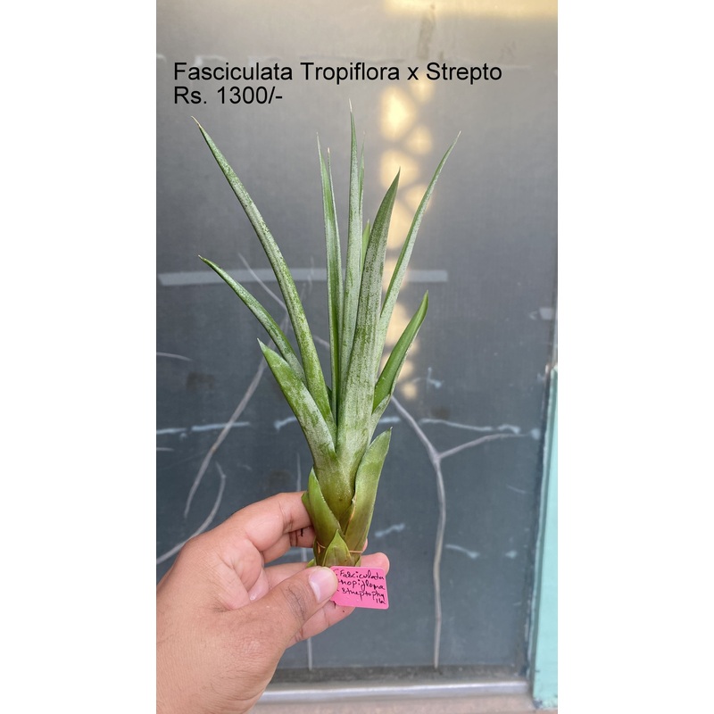 Fasciculata Tropiflora x Streptophylla