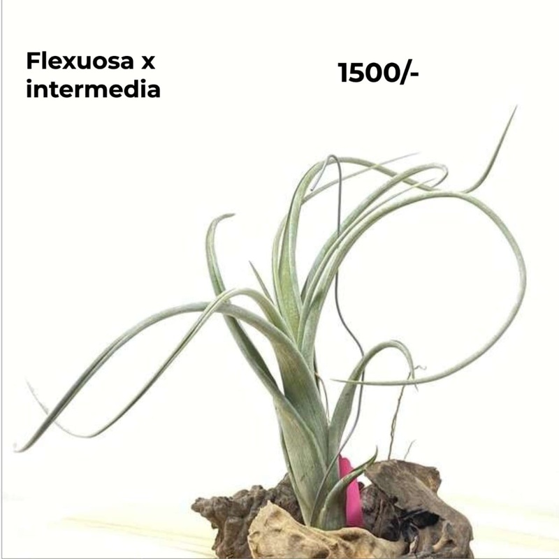 Flexuosa x Intermedia Air Plants
