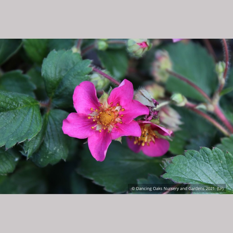 Fragaria ‘Lila Diamond’, Lila Diamond Strawberry